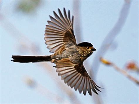 夢見鳥飛走|夢到鳥飛走了